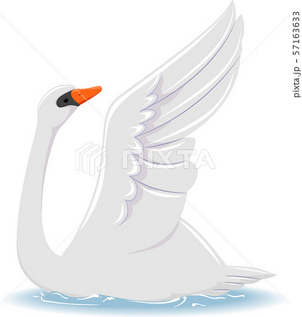 Denmark Mute Swan Illustrationのイラスト素材