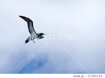 カツオドリ 57164134