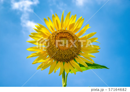 向日葵 向日葵 57164682