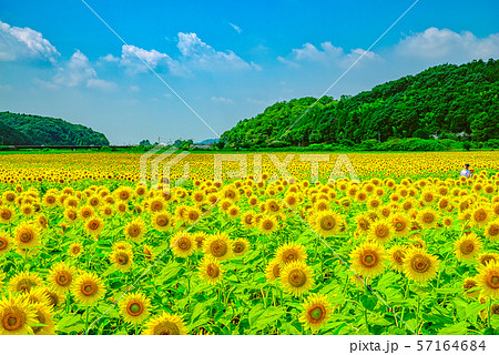 ヒマワリ畑（栃木県益子町） 57164684