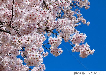 神指城跡の桜(会津若松市) 神指城跡の桜(会津若松市) 57164939
