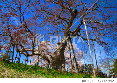 神指城跡のケヤキ（会津若松市） 57164942
