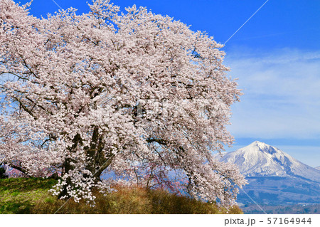 神指城跡の桜と磐梯山(会津若松市) 神指城跡の桜と磐梯山(会津若松市) 57164944