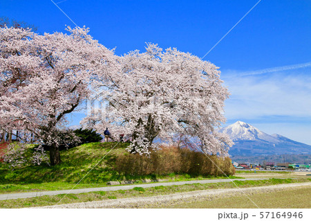 神指城跡の桜と磐梯山（会津若松市） 57164946