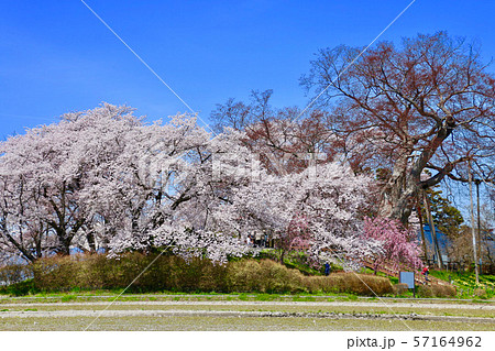 神指城跡の桜と磐梯山(会津若松市) 神指城跡の桜と磐梯山(会津若松市) 57164962
