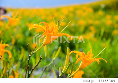 花 フラワー お花 57165384