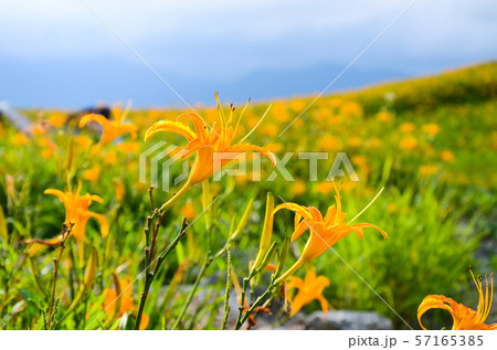 花 フラワー お花 57165385