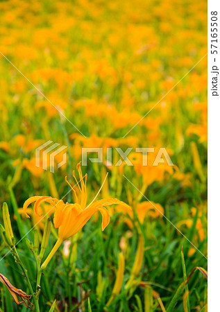 花 フラワー お花 57165508