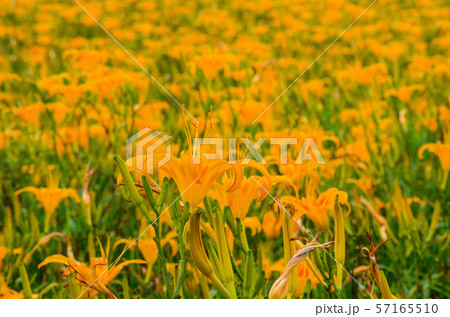 花 フラワー お花 57165510