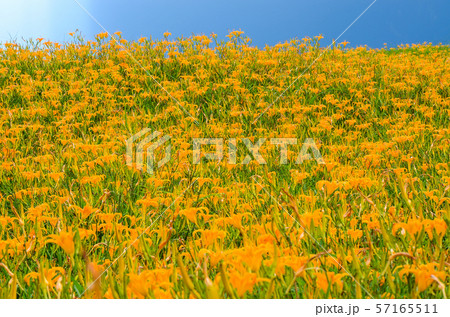 花 フラワー お花 57165511