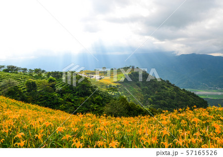 花 フラワー お花 57165526