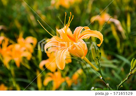 花 フラワー お花 57165529