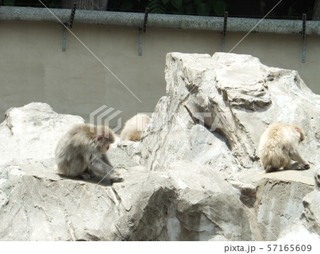 横向きの猿２匹 57165609