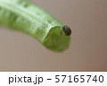 十六ささげの害虫03 57165740