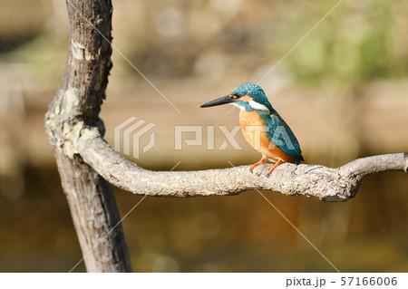 止まり木のカワセミ 57166006