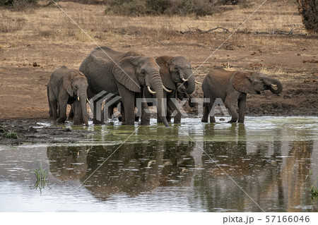 family with baby elephant in kruger park south family with baby elephant in kruger park south 57166046