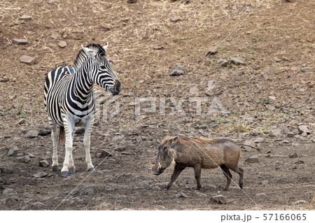 zebra and warthog at the pool in kruger park south 57166065