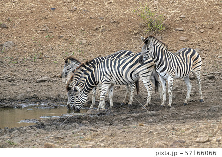 zebra group drinking at the pool in kruger park zebra group drinking at the pool in kruger park 57166066