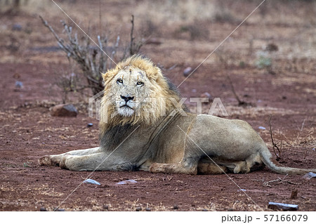 male lion in kruger park south africa male lion in kruger park south africa 57166079