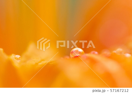 野萱草 のかんぞう 野萱草 のかんぞう 57167212