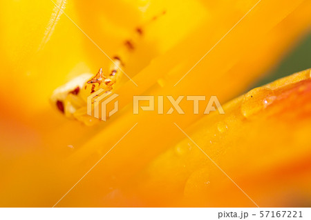 野萱草 のかんぞう 野萱草 のかんぞう 57167221