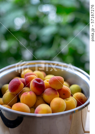 梅ジュース作り 梅ジュース作り 57167276