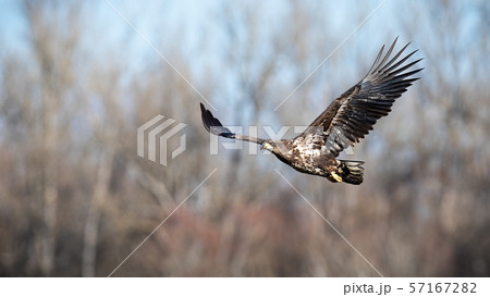 Juvenile white-tailed eagle flying with with blurred forest in background Juvenile white-tailed eagle flying with with blurred forest in background 57167282