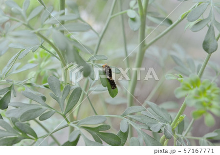 ナミアゲハ３齢２日目（ルー） 57167771