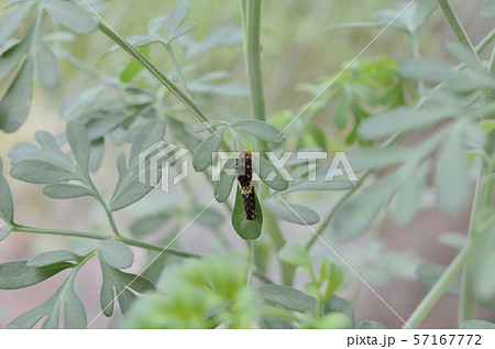 ナミアゲハ3齢2日目(ルー) ナミアゲハ3齢2日目(ルー) 57167772