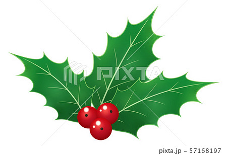 柊のイラスト 葉3枚のイラスト素材