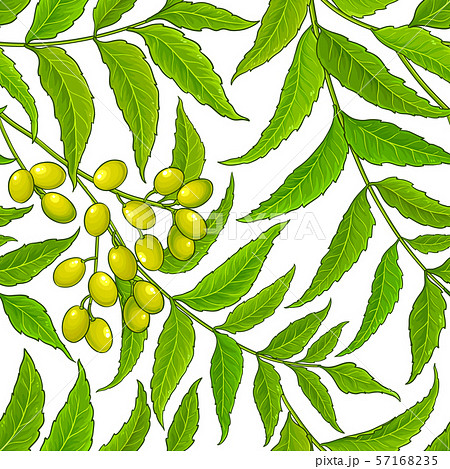 neem vector pattern 57168235