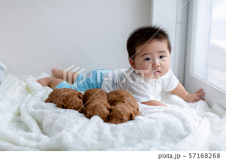人間の赤ちゃんとプードルの赤ちゃん 57168268