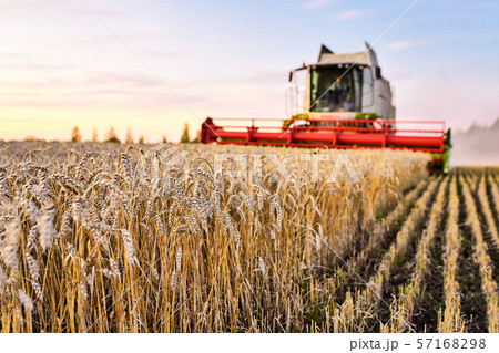 Combine harvester harvests ripe wheat. Ripe ears of gold field 57168298