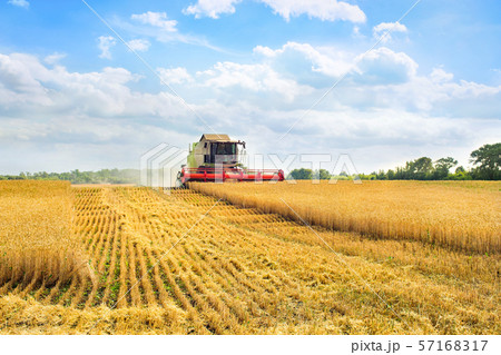 Combine harvester harvests ripe wheat. Ripe ears Combine harvester harvests ripe wheat. Ripe ears 57168317