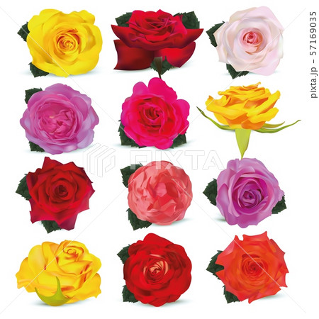 Collection yellow, red, beige, pink, purple, orange, red-yellow, roses. Delicate roses. Detailed Collection yellow, red, beige, pink, purple, orange, red-yellow, roses. Delicate roses. Detailed 57169035