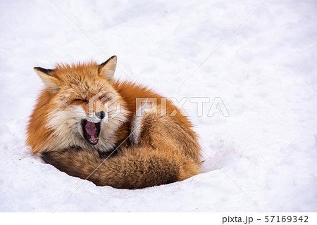 宮城蔵王キツネ村 冬の写真素材 [57169342] - PIXTA