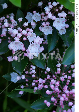 カルミア　アメリカ石楠花　花言葉は「大きな希望」 57169374