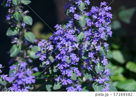 西洋十二単 アジュガ　花言葉は「強い結びつき」 57169382