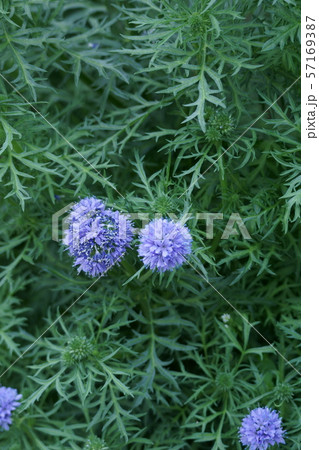 ギリア　レプタンサ　ブルー　花言葉は「ここに来て」 57169387