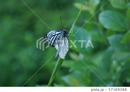赤星胡麻斑蝶 アカボシゴマダラチョウ春型 赤星胡麻斑蝶 アカボシゴマダラチョウ春型 57169388