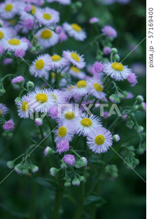 春紫苑 春のシオン 花言葉は さりげない愛 の写真素材