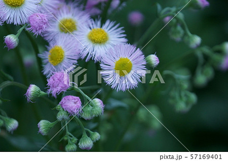 春紫苑 春のシオン 花言葉は さりげない愛 の写真素材