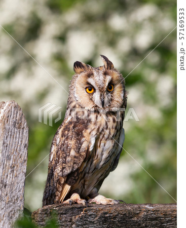 Long-eared owl perched on a post 57169533