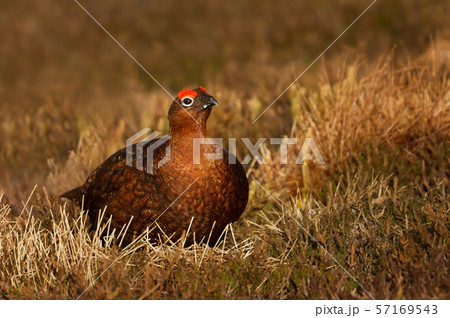 Male red grouse in the field of heather in autumn Male red grouse in the field of heather in autumn 57169543
