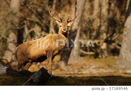 Red deer stag standing in the woods Red deer stag standing in the woods 57169546