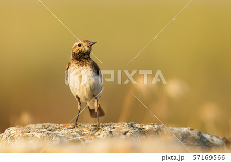Pied Wheatear perched on a rock Pied Wheatear perched on a rock 57169566