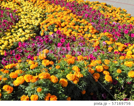 .Flowerbed with flowers. .Flowerbed with flowers. 57169756