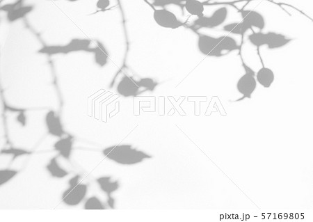 Gray shadow of the wild roses leaves and berries 57169805