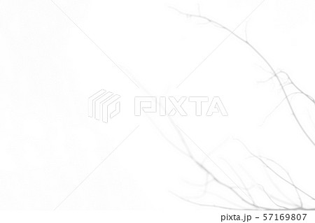 shadow of the tree brunches on a white wall 57169807