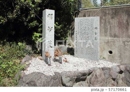 京都　明智藪 57170661